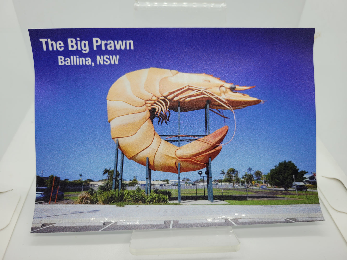 Big Prawn car sticker