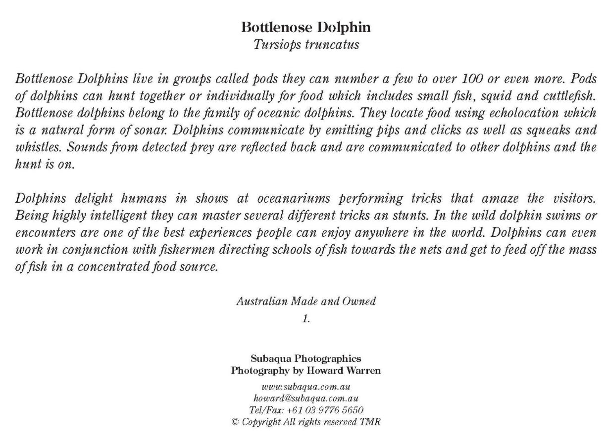 Bottlenose Dolphin Greeting Cards