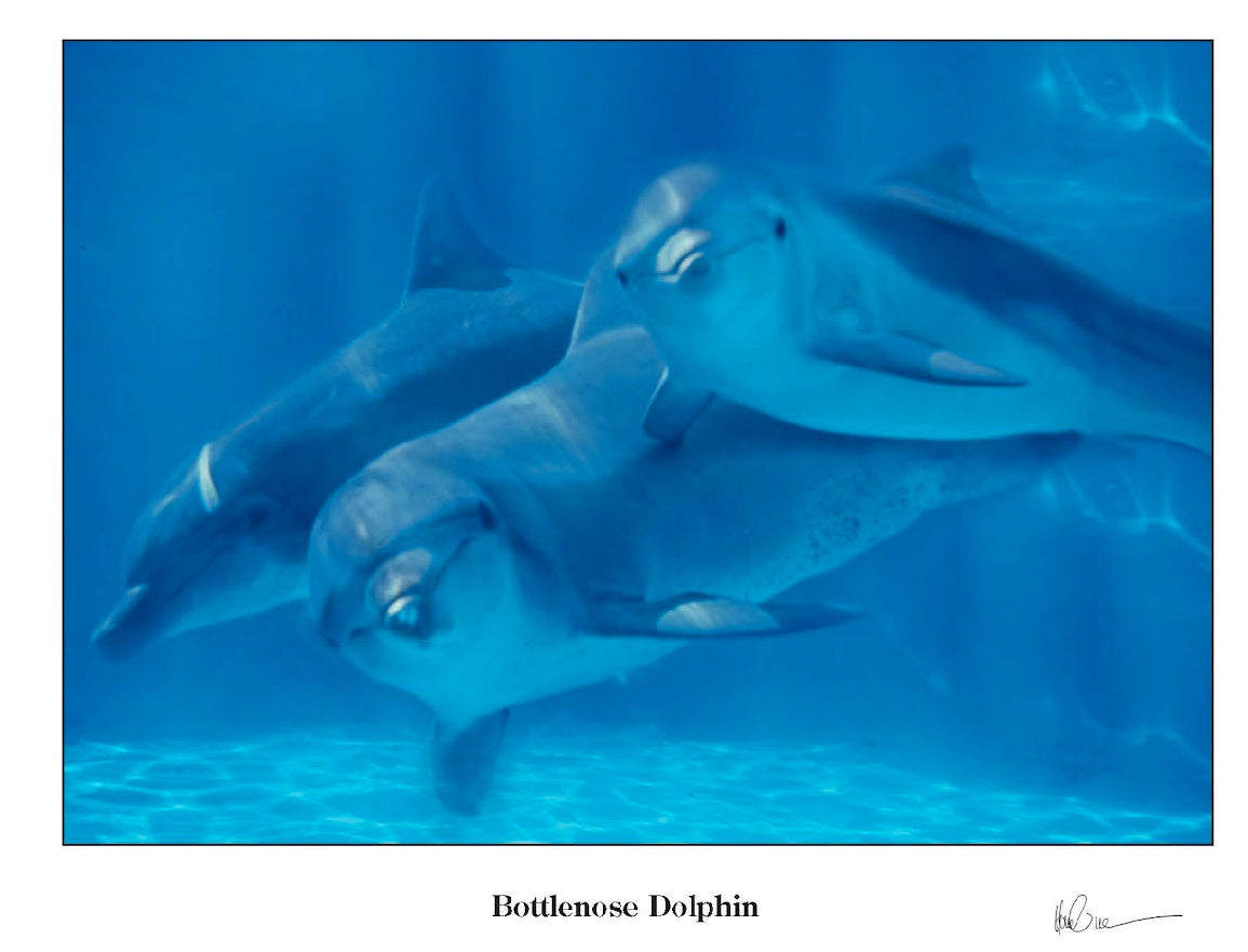 Bottlenose Dolphin Greeting Cards