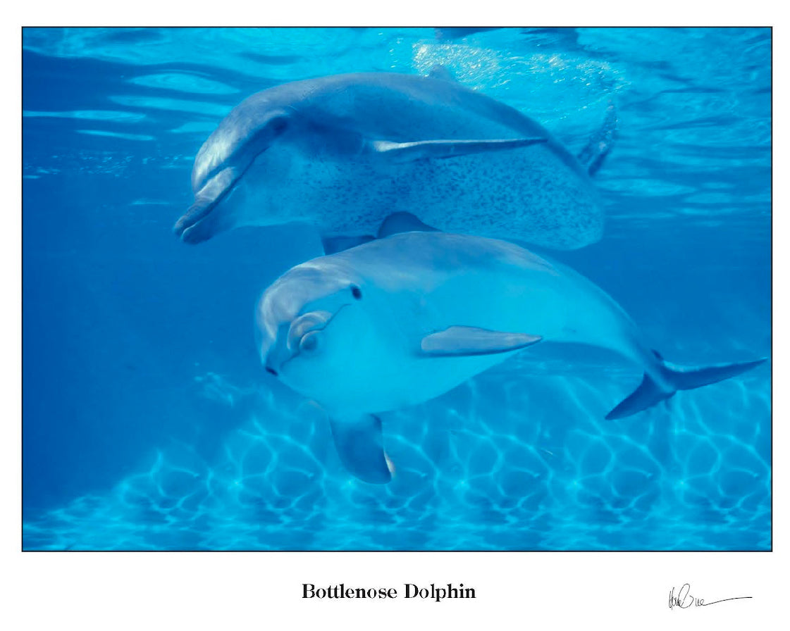 Bottlenose Dolphin Greeting Cards