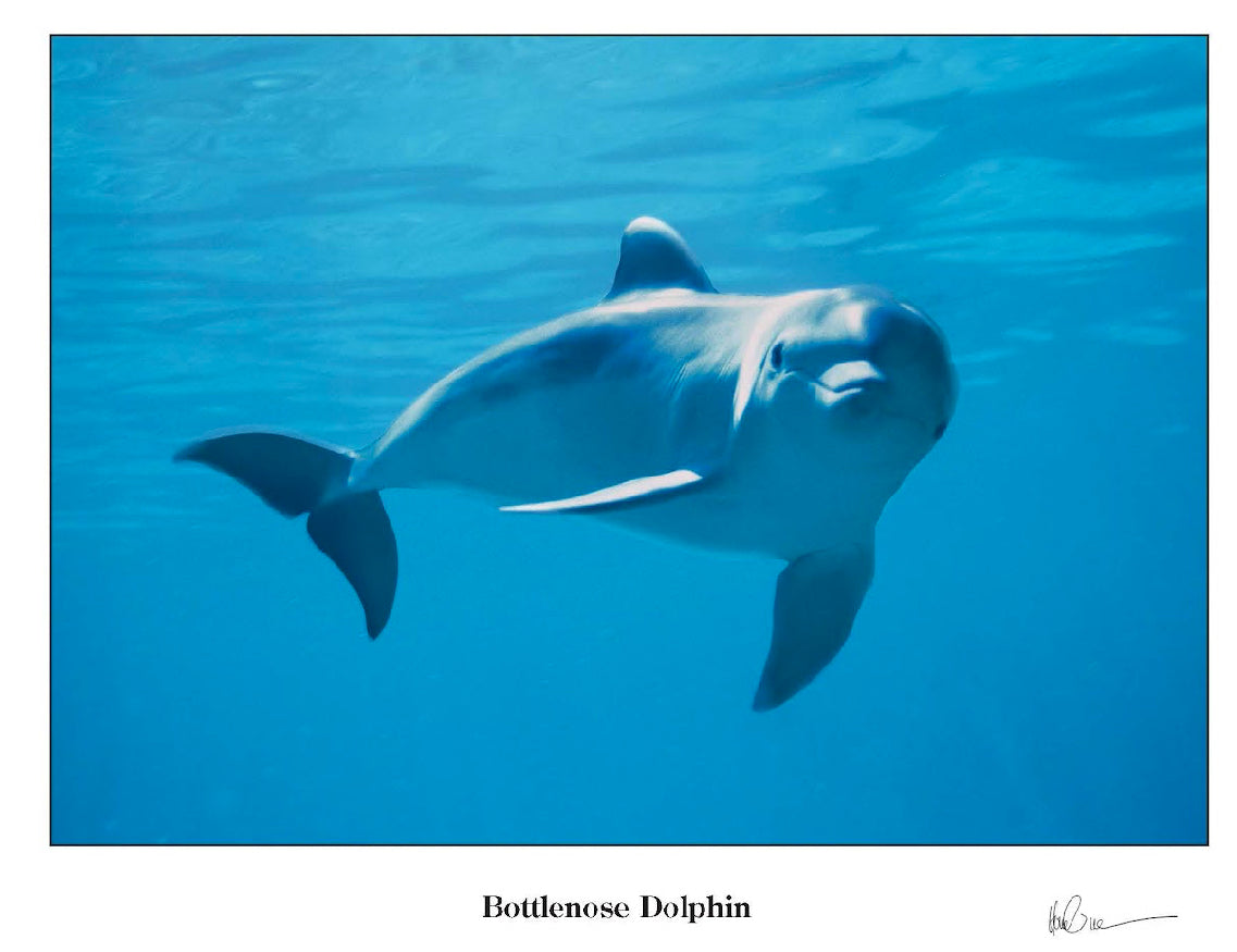 Bottlenose Dolphin Greeting Cards