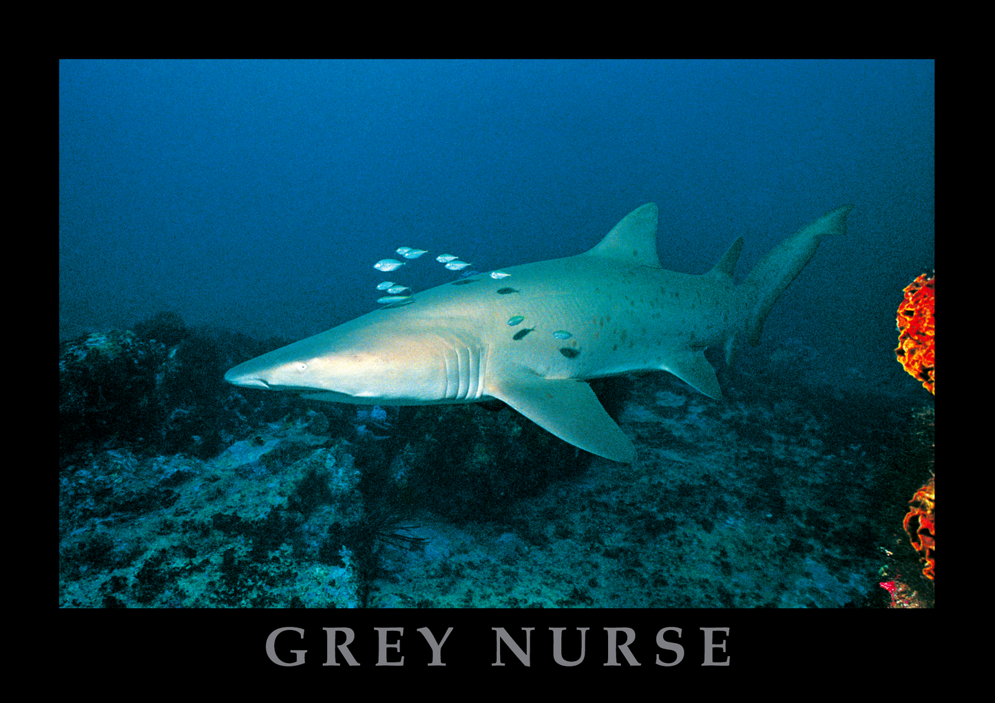 Grey Nurse Shark Posters