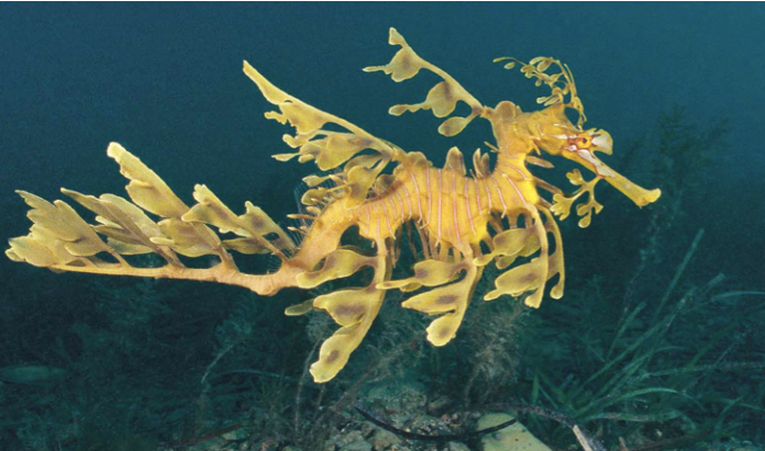 Leafy Sea Dragon Posters