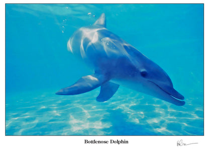 Bottlenose Dolphin Greeting Cards