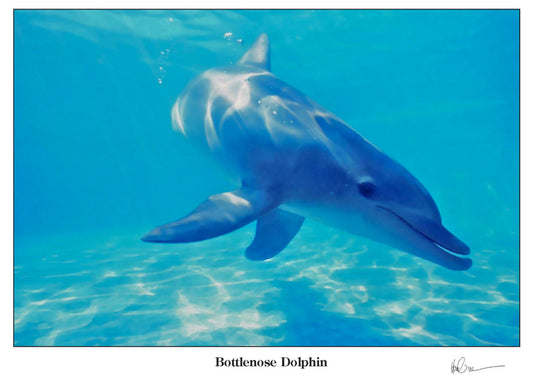 Bottlenose Dolphin Greeting Cards