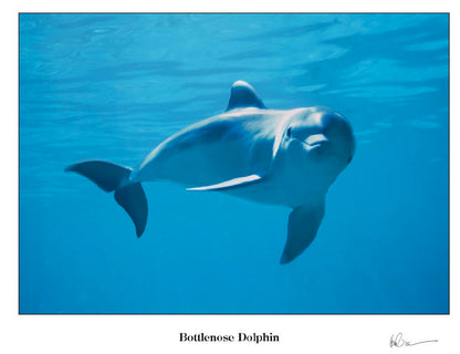 Bottlenose Dolphin Greeting Cards
