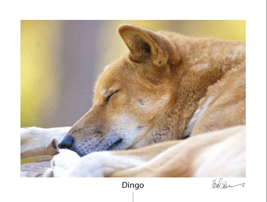 Dingo Greeting Cards